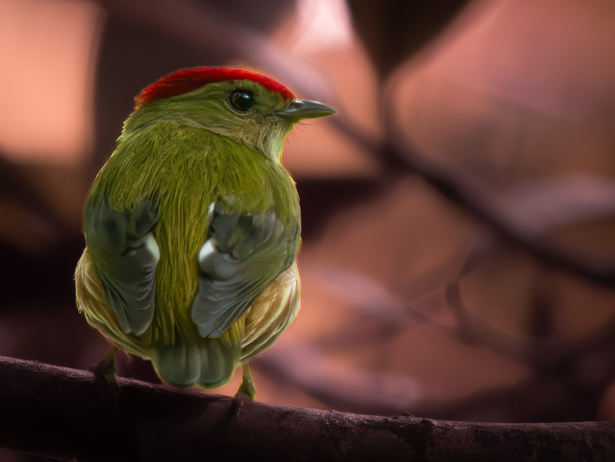 Striolated Manakin - ML645905960