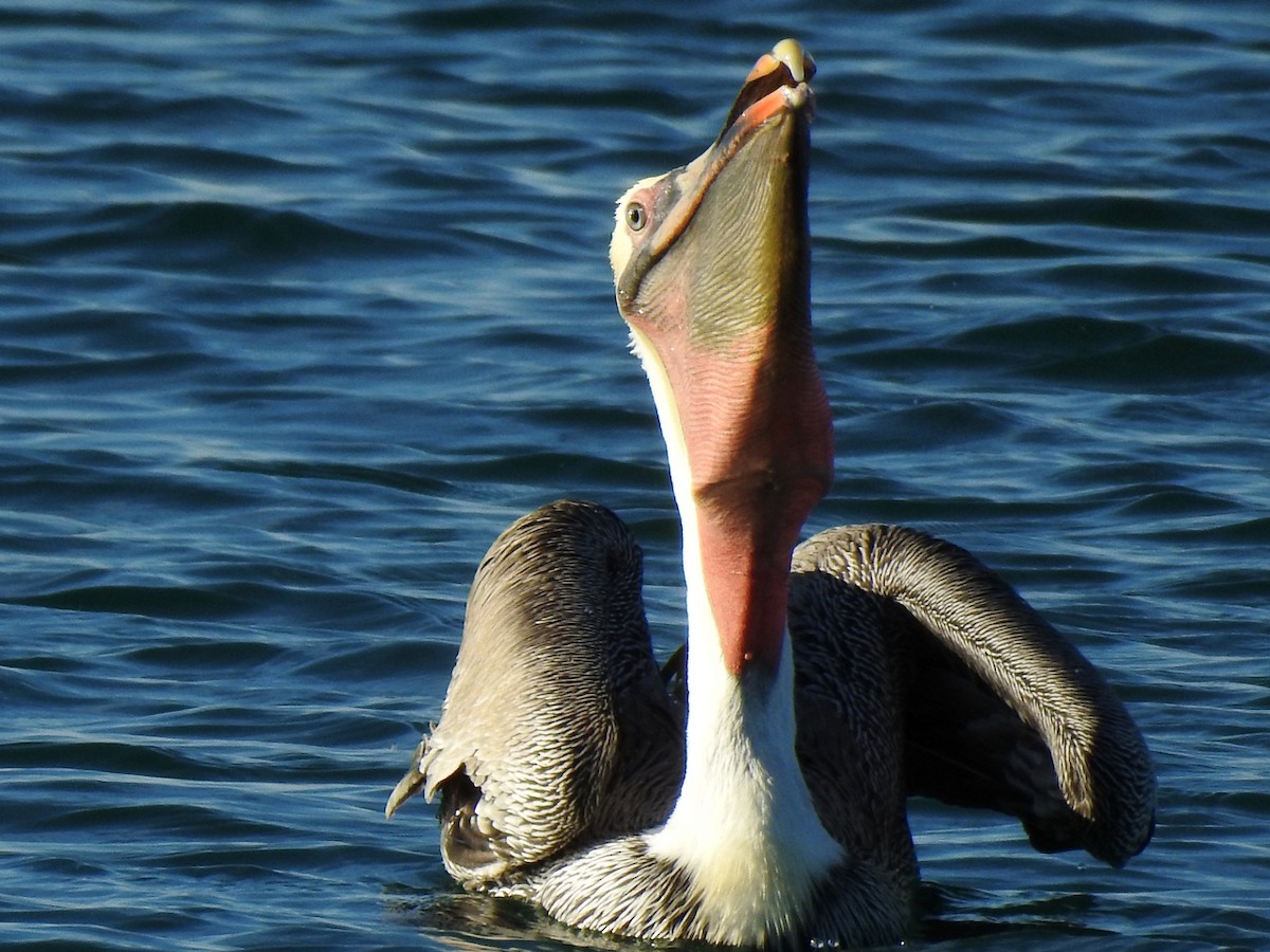 pelikán hnědý - ML645905962