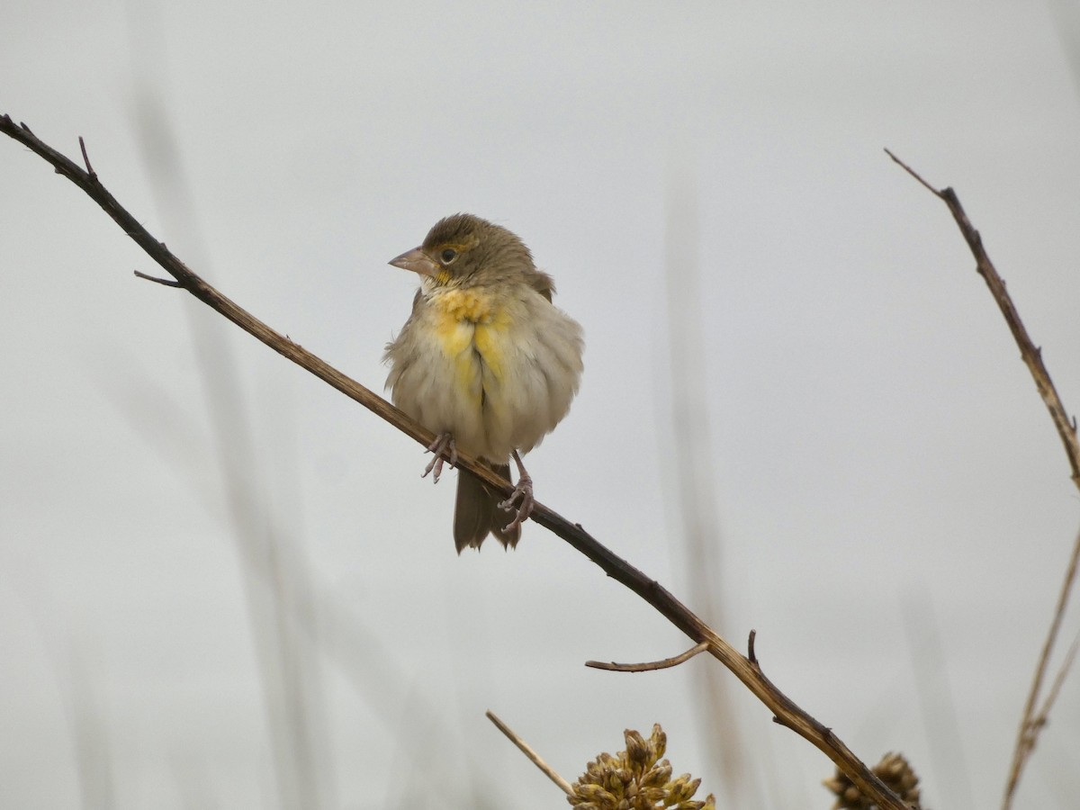 papežík americký - ML645905969