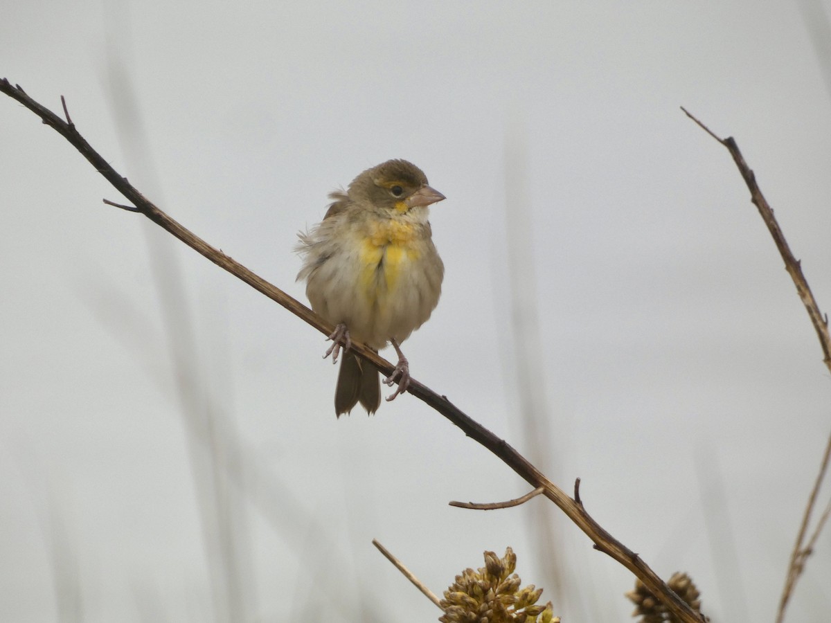 papežík americký - ML645905970