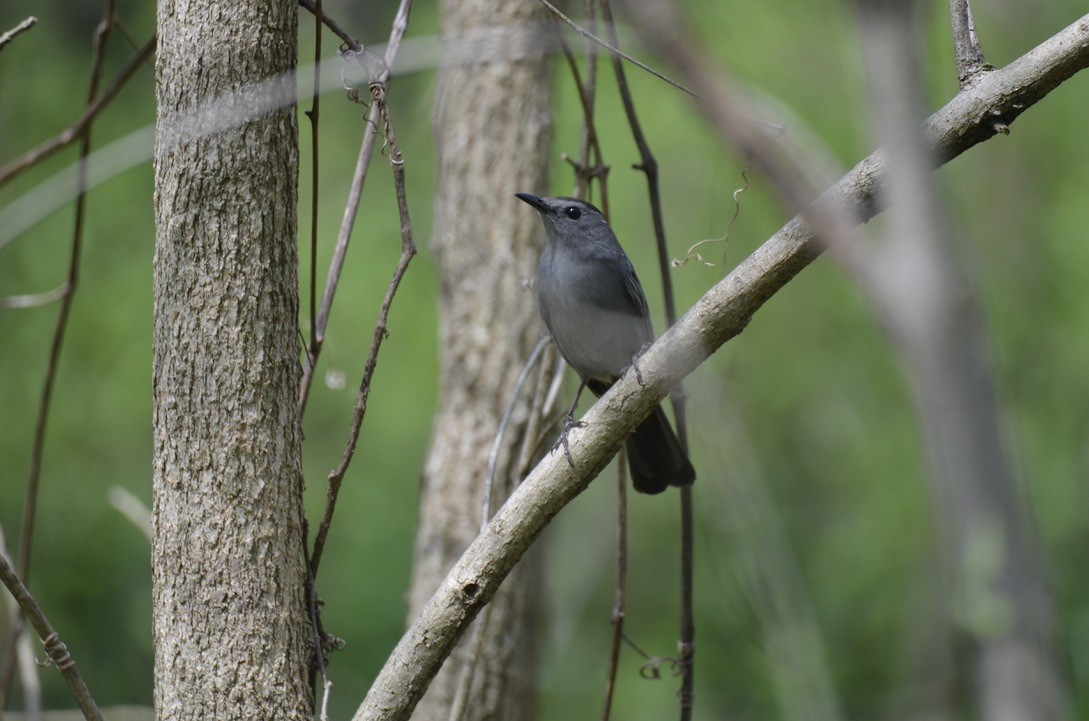 Miaulari grisa - ML645905971