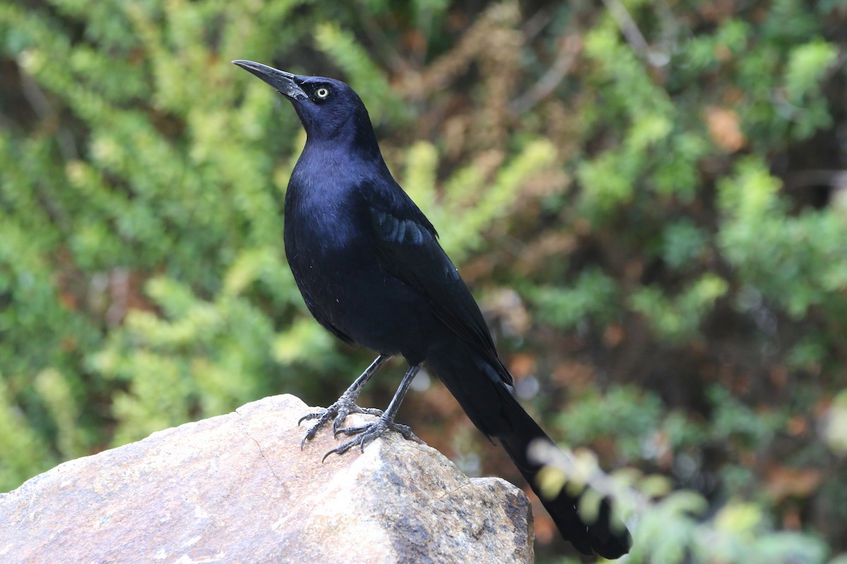 Great-tailed Grackle - ML645905975