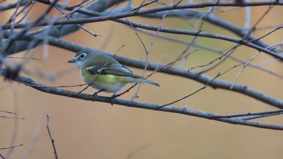 Graukopfvireo - ML645905978