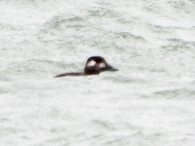 Турпан білолобий - ML645905979