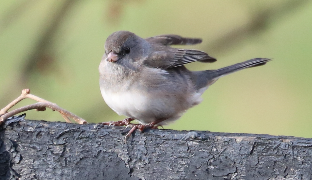 Dark-eyed Junco (Slate-colored) - ML645905984