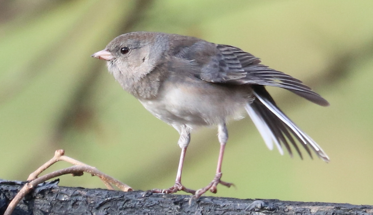 Dark-eyed Junco (Slate-colored) - ML645905985