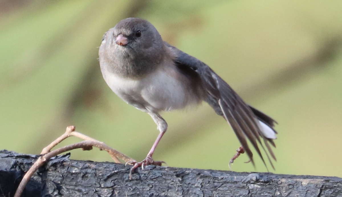 Dark-eyed Junco (Slate-colored) - ML645905986