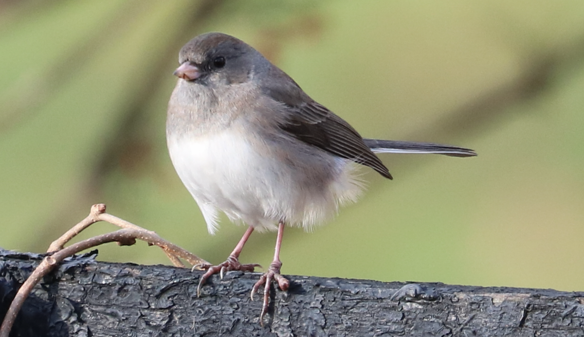 Dark-eyed Junco (Slate-colored) - ML645905987