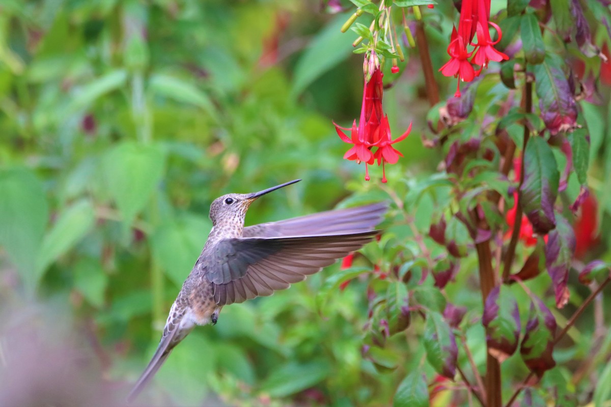 kolibřík velký - ML645905998