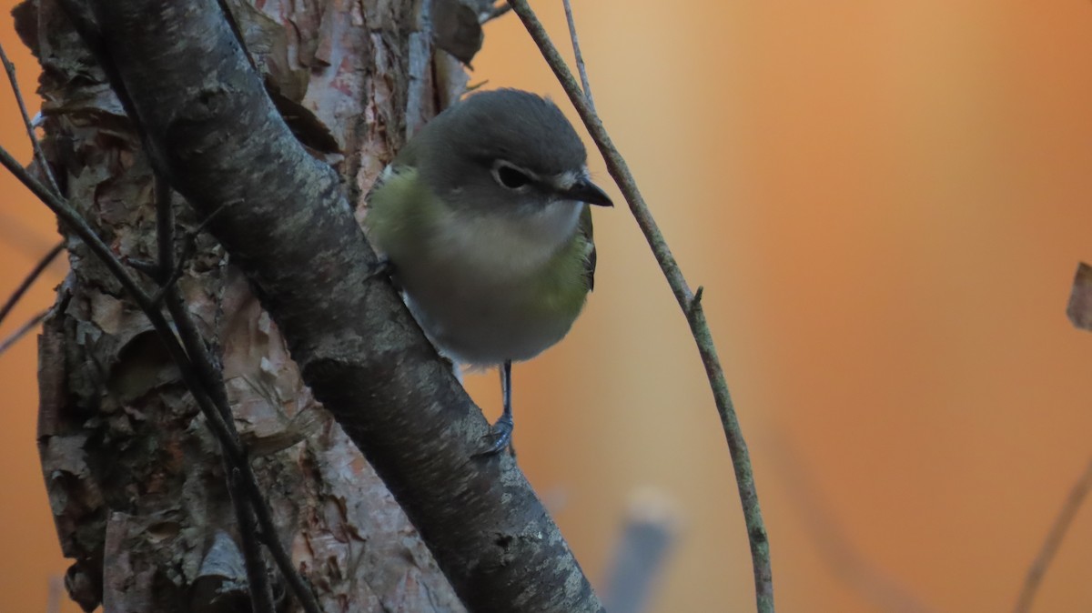 Graukopfvireo - ML645906000