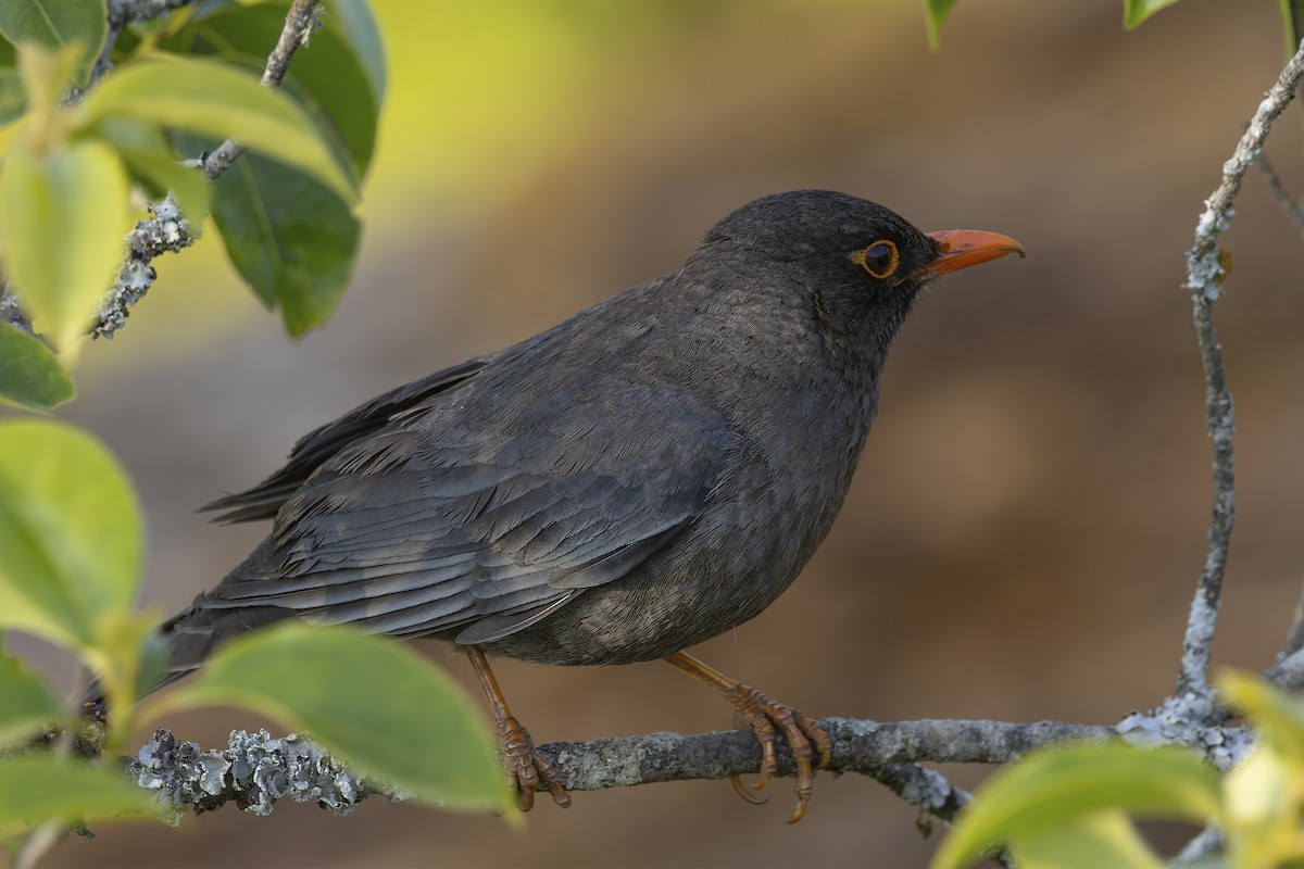 Indian Blackbird - ML645906001