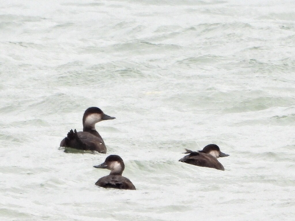 Синьга американська - ML645906006