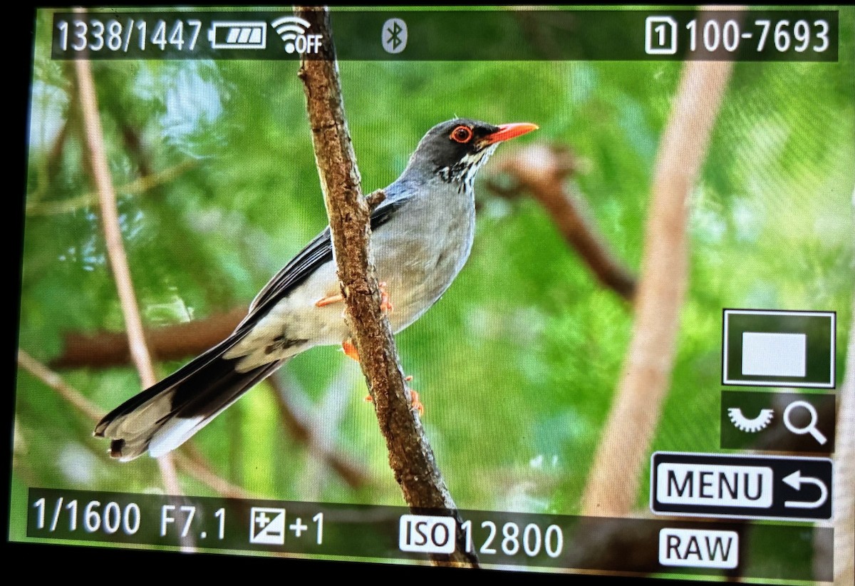 Eastern Red-legged Thrush - ML645906007
