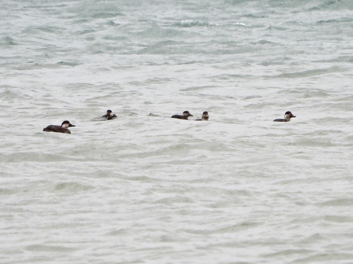 Синьга американська - ML645906008