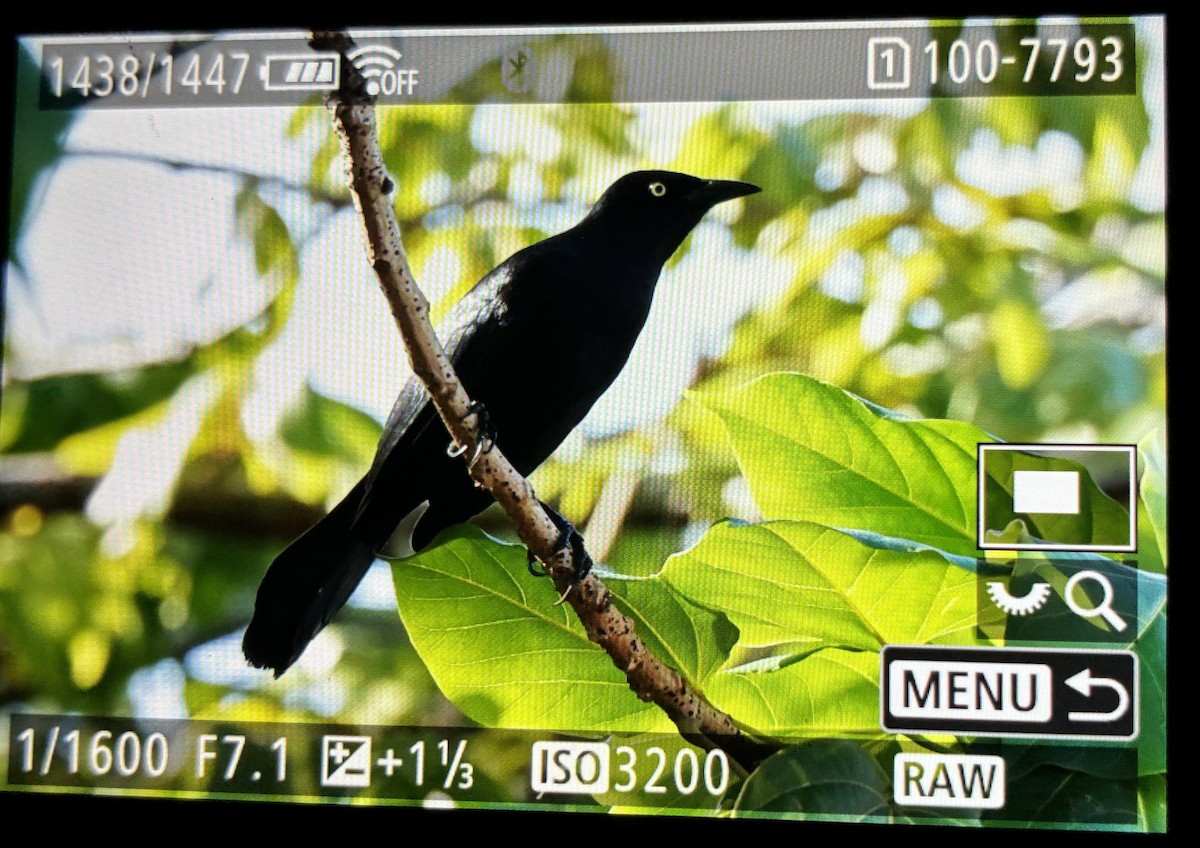 Greater Antillean Grackle - ML645906012