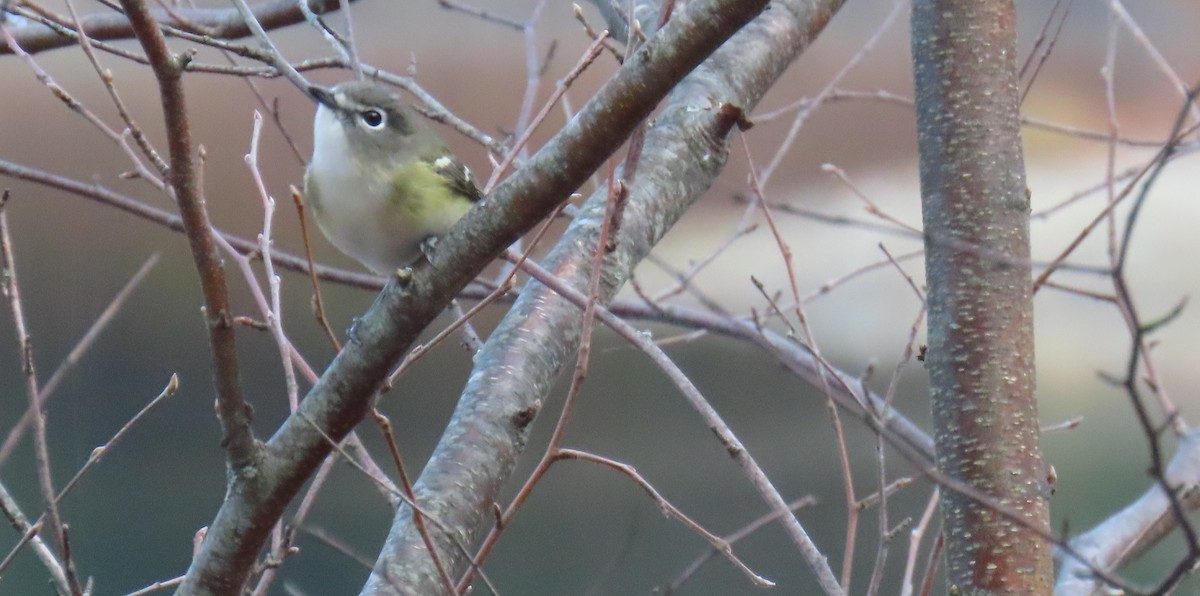 Graukopfvireo - ML645906015