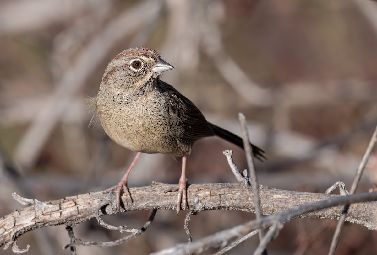 Rufous-crowned Sparrow - ML645906018