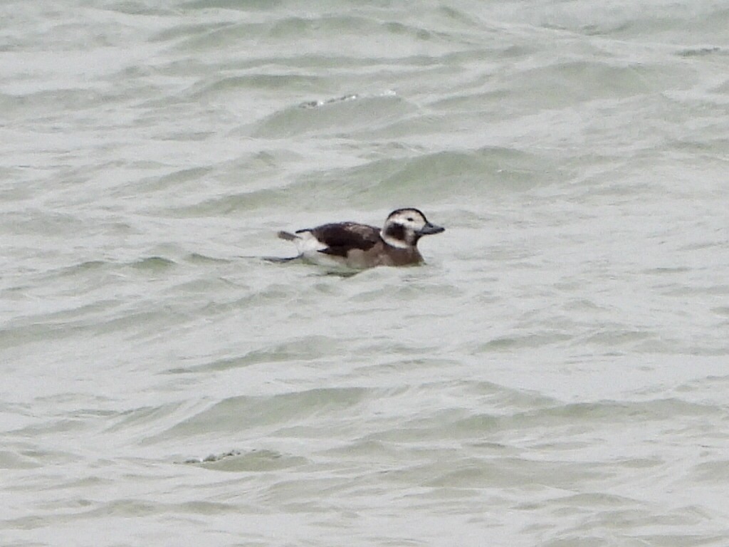 Морянка - ML645906019