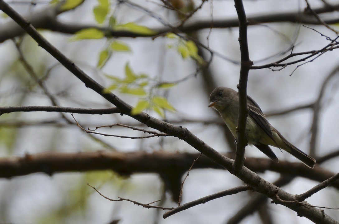 Eastern Wood-Pewee - ML645906023