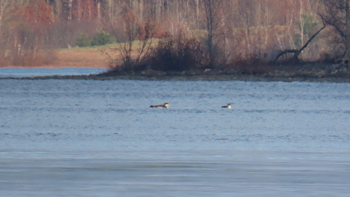 Eistaucher - ML645906026