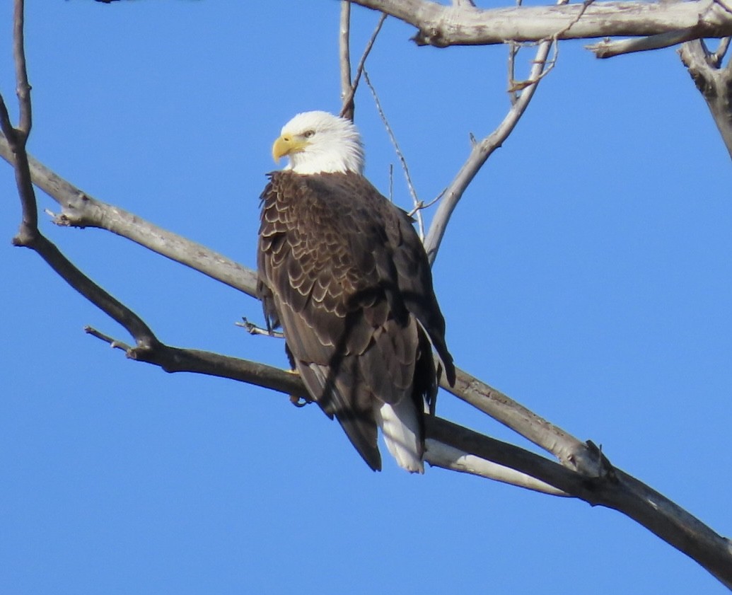 Bald Eagle - ML645906037