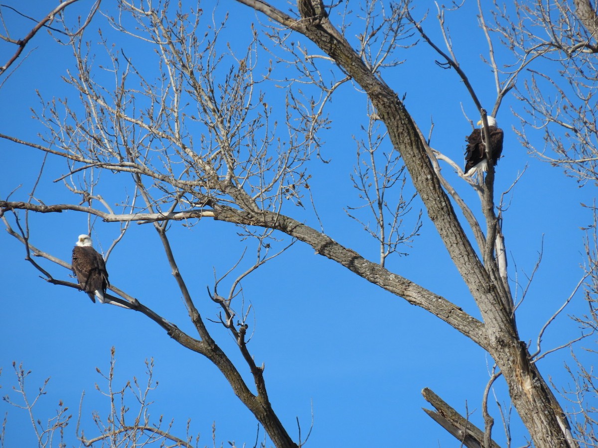 Bald Eagle - ML645906038