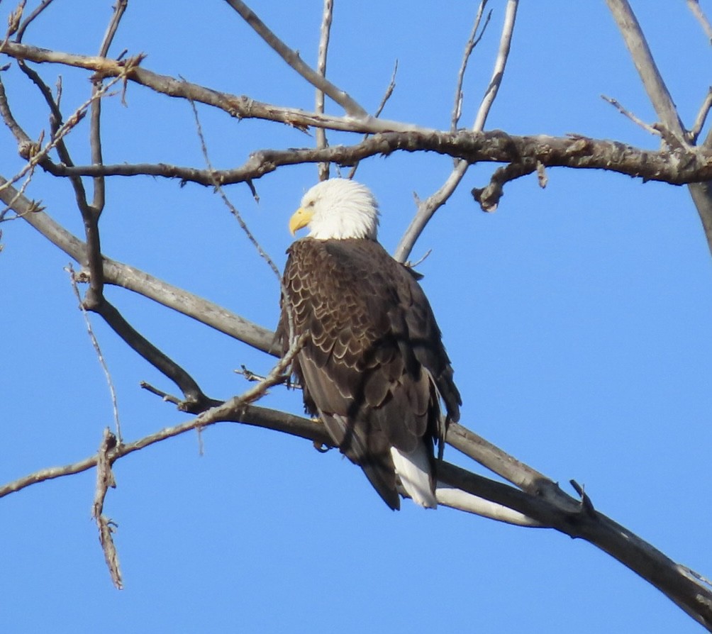Bald Eagle - ML645906039