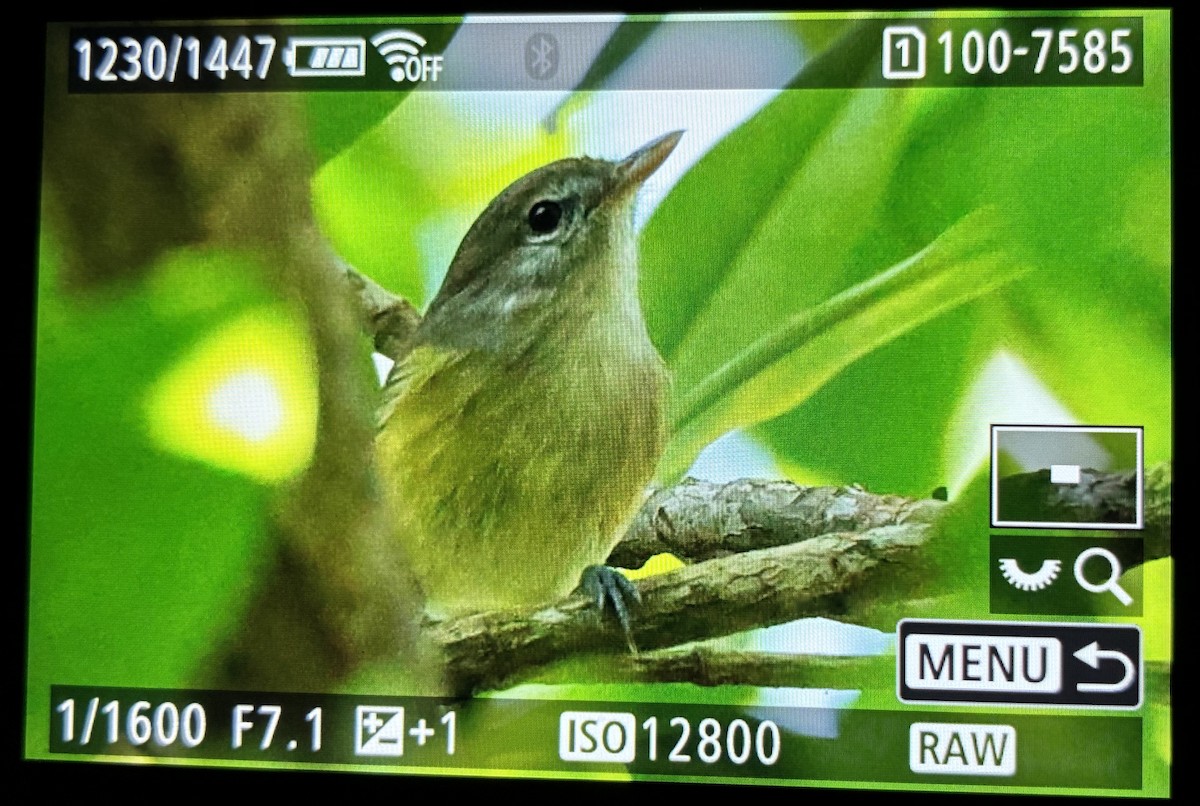 Puerto Rican Vireo - ML645906044