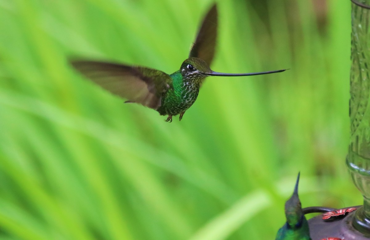 Sword-billed Hummingbird - ML645906045