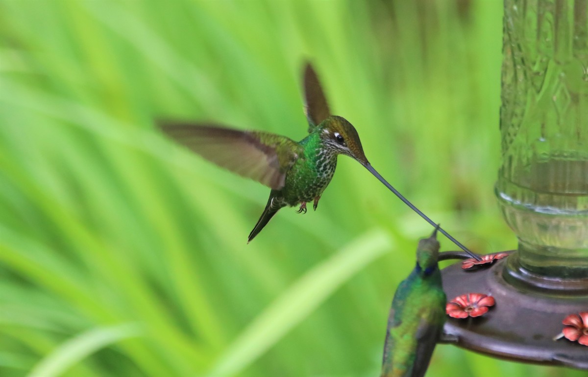 Sword-billed Hummingbird - ML645906046