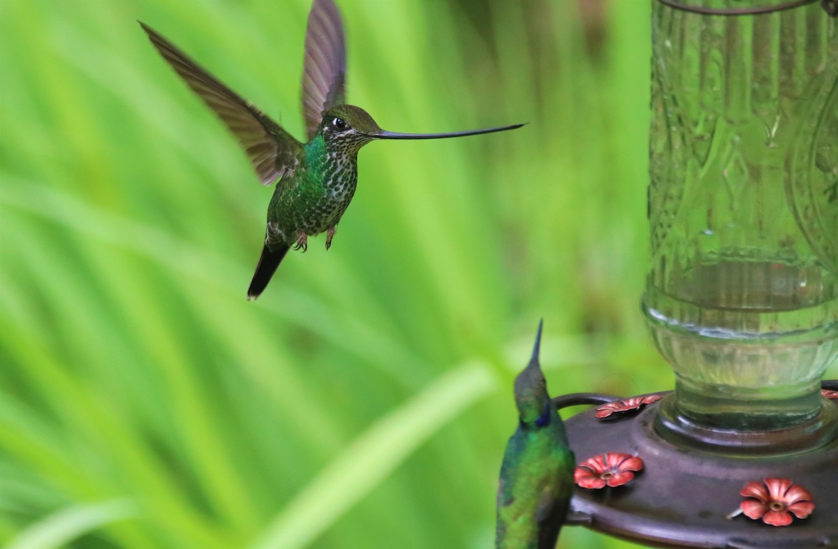 Sword-billed Hummingbird - ML645906047