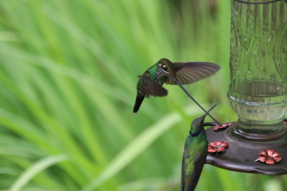 Sword-billed Hummingbird - ML645906048
