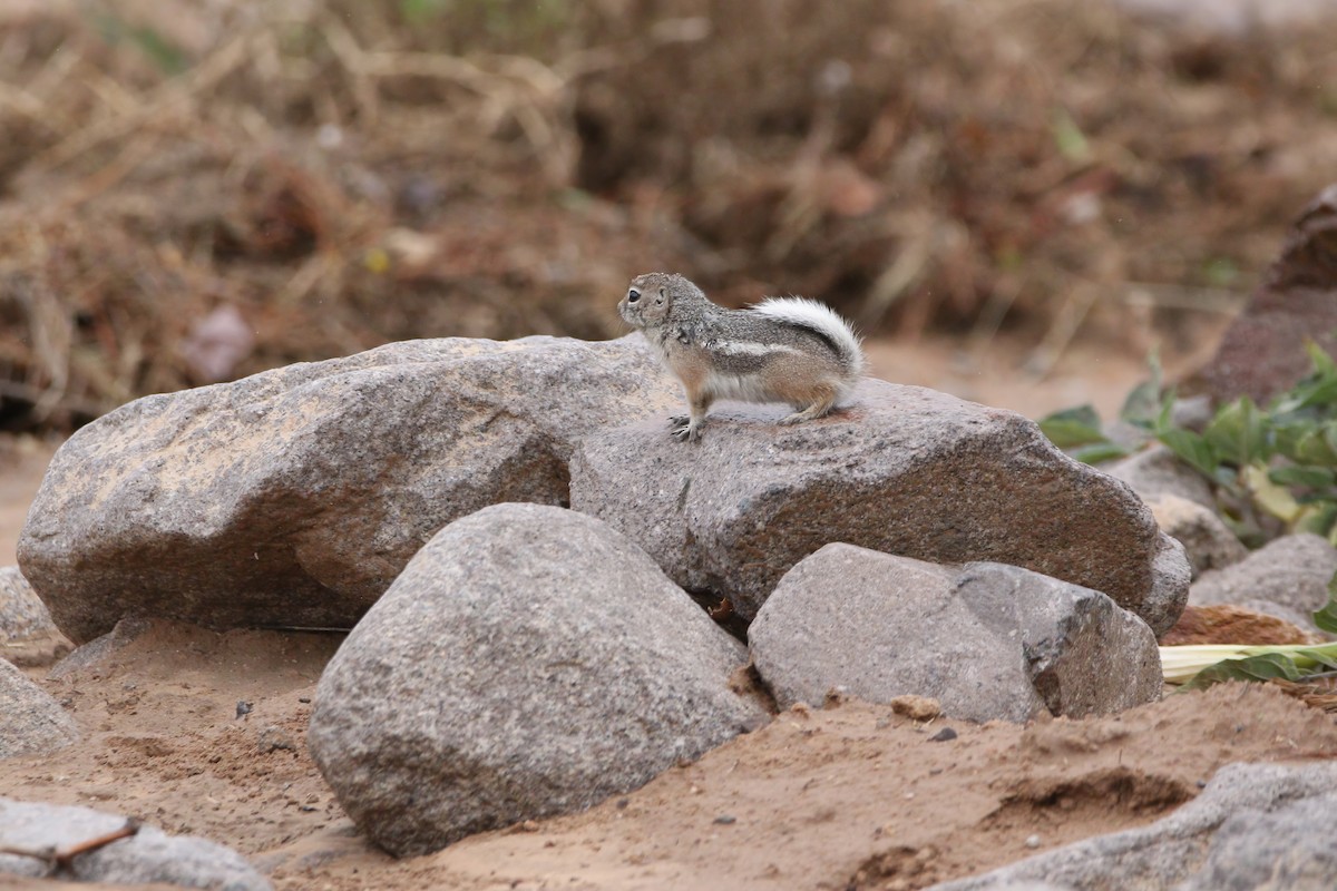 White-tailed Antelope Squirrel - ML645906052