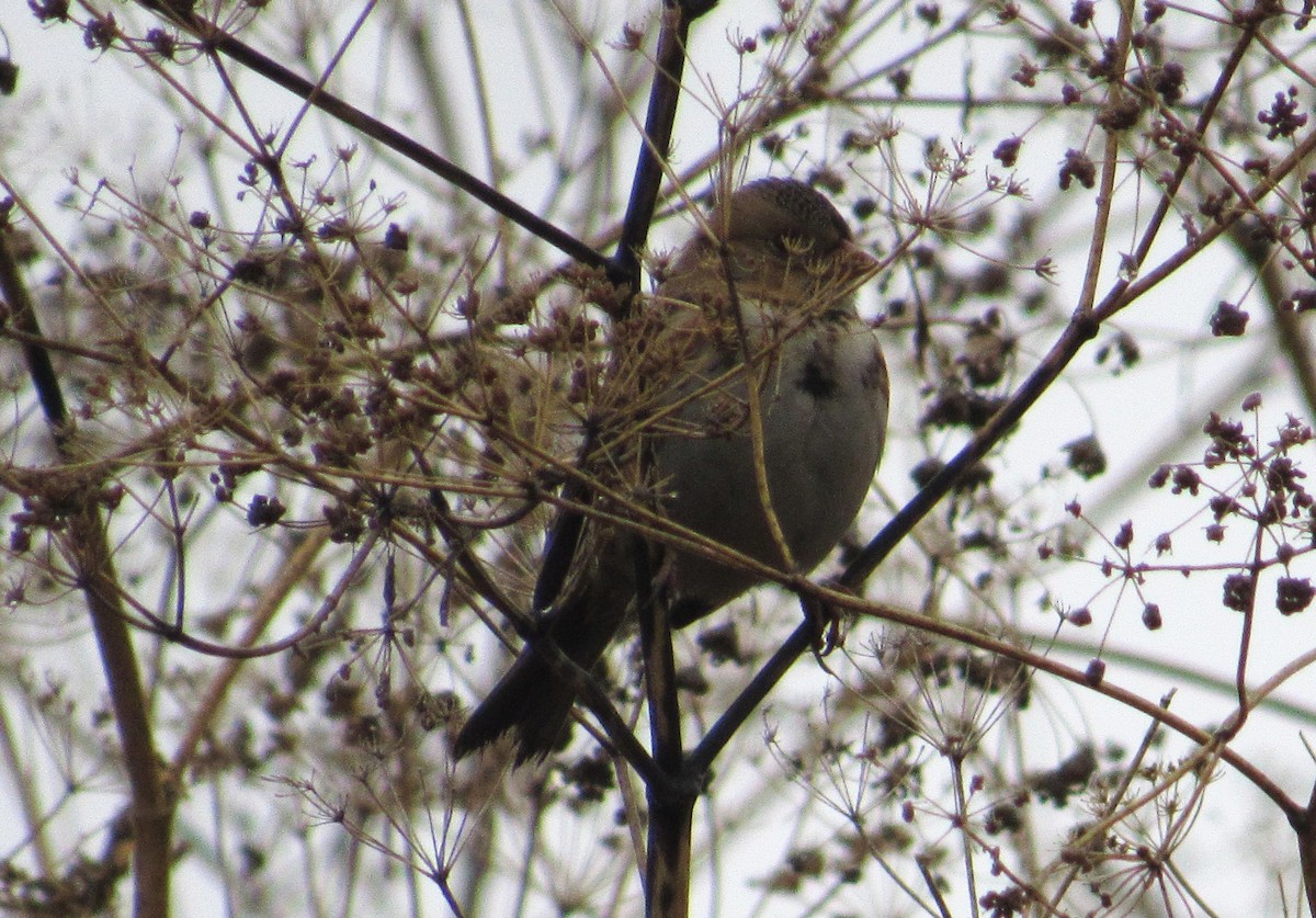Harris's Sparrow - ML645906059