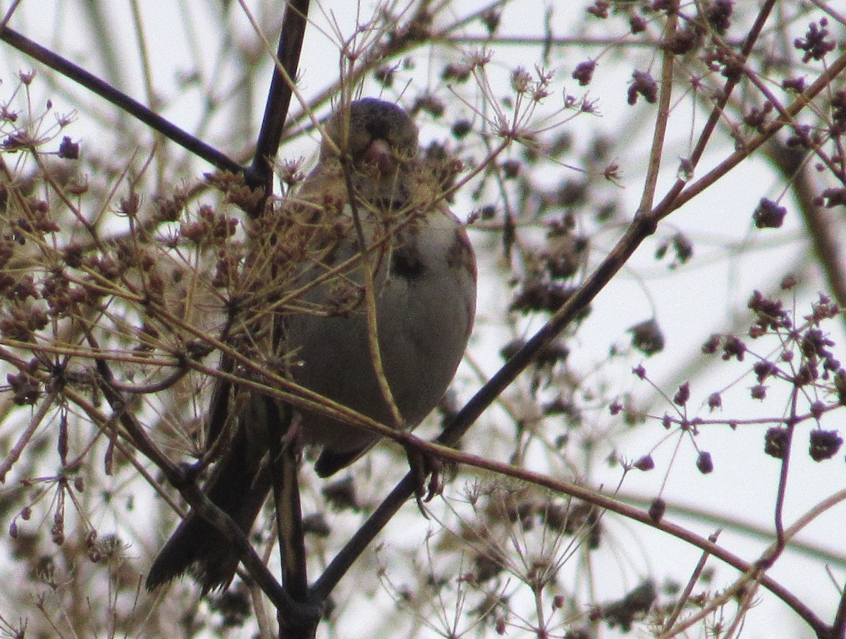 Harris's Sparrow - ML645906065