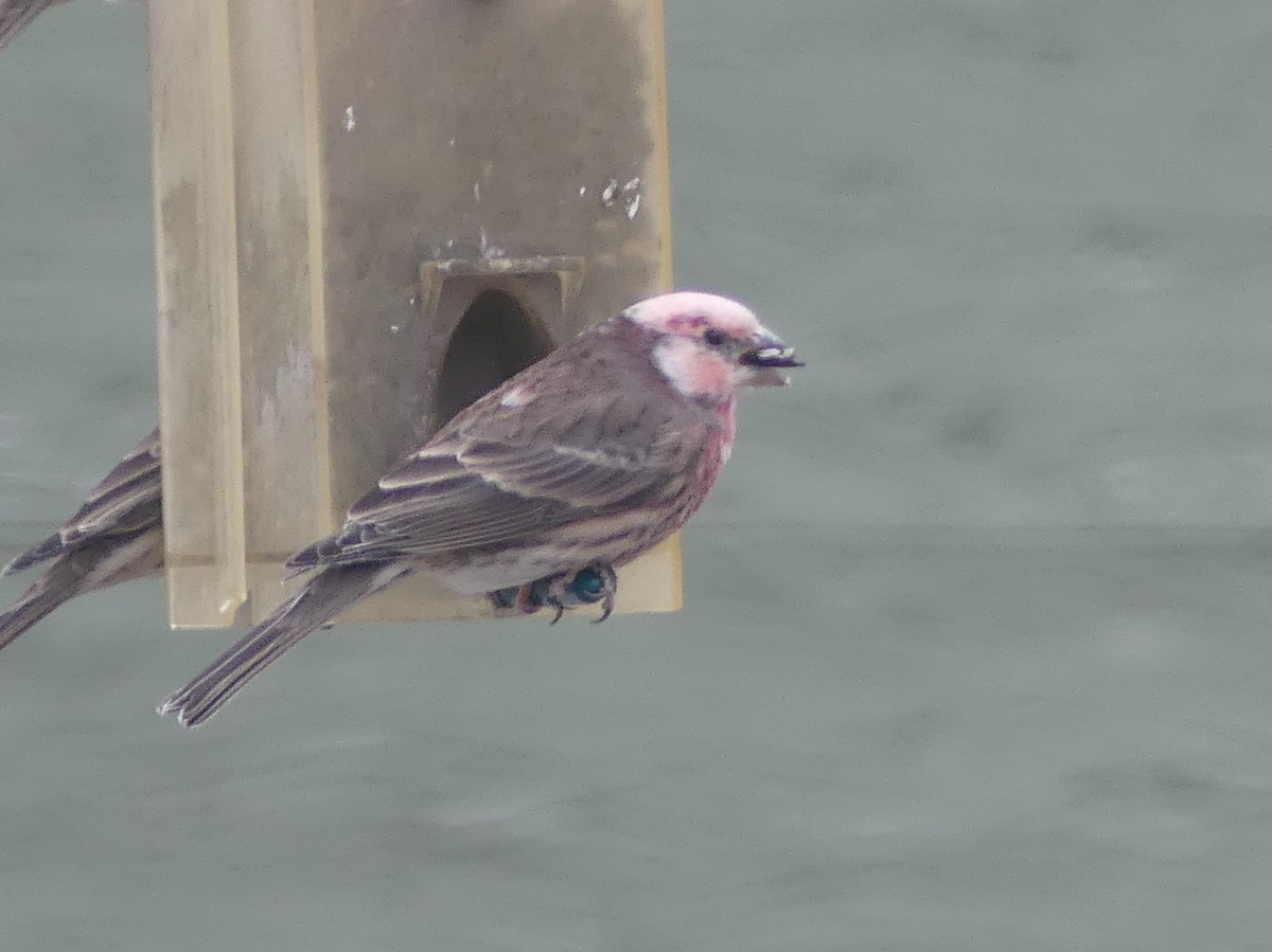 Burugorri arrunta - ML645906067