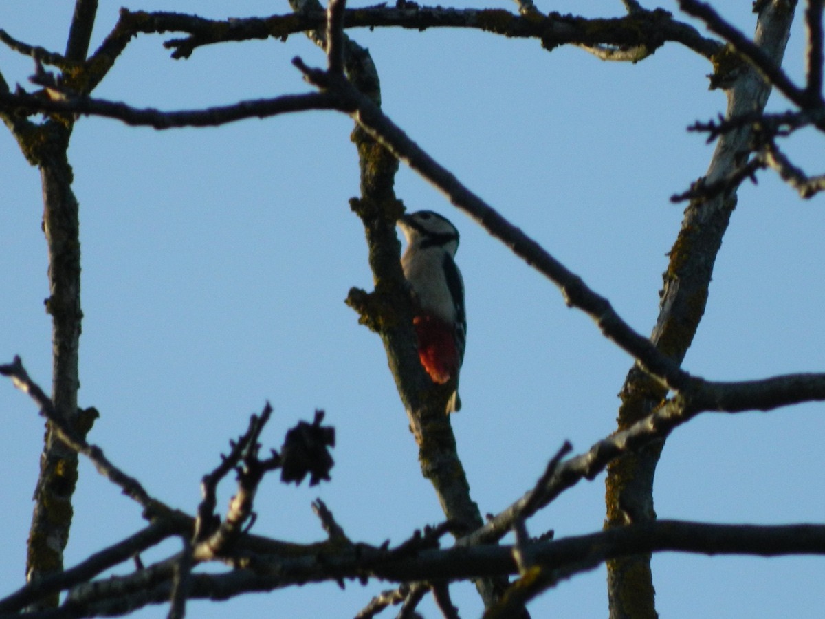 Okil handia - ML645906068