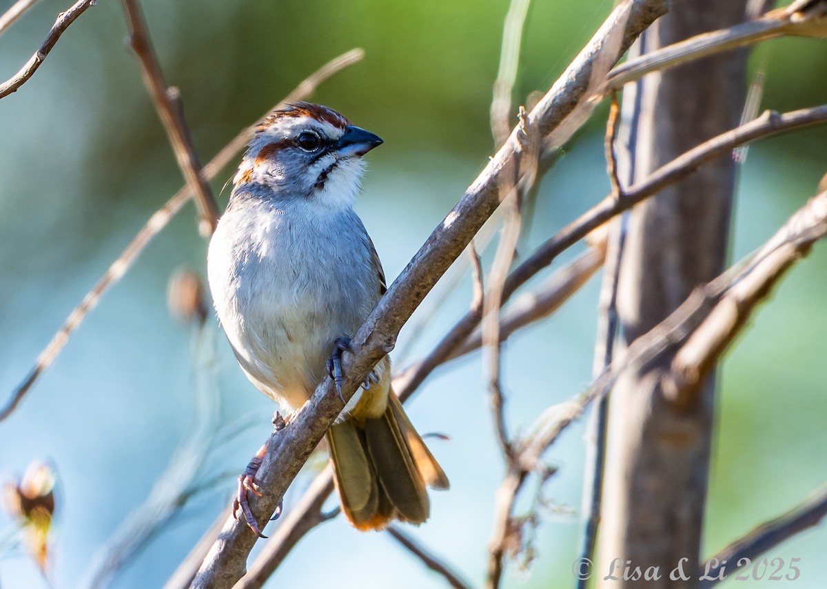 Chaco Sparrow - ML645906069