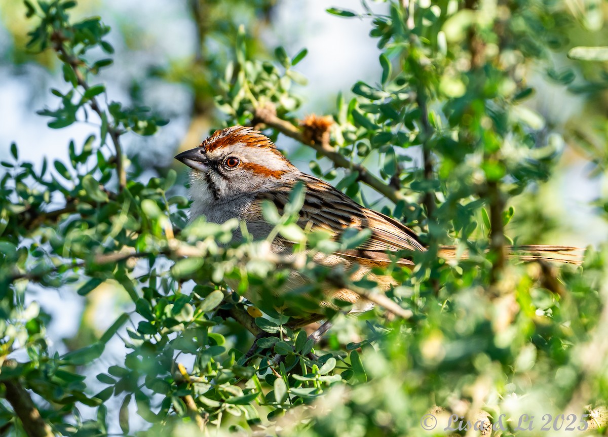 Chaco Sparrow - ML645906070
