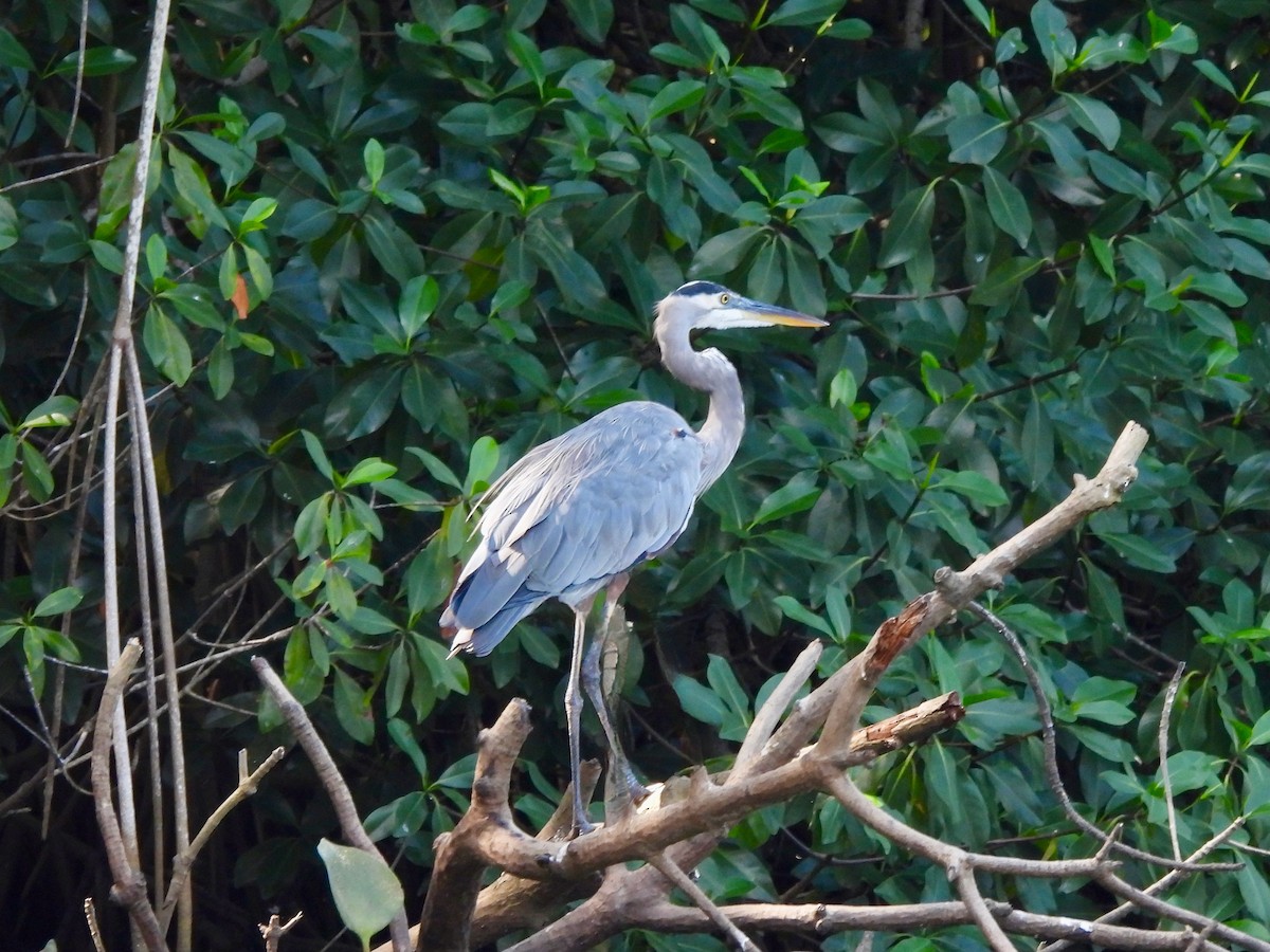 Koartza hauskara amerikarra - ML645906071