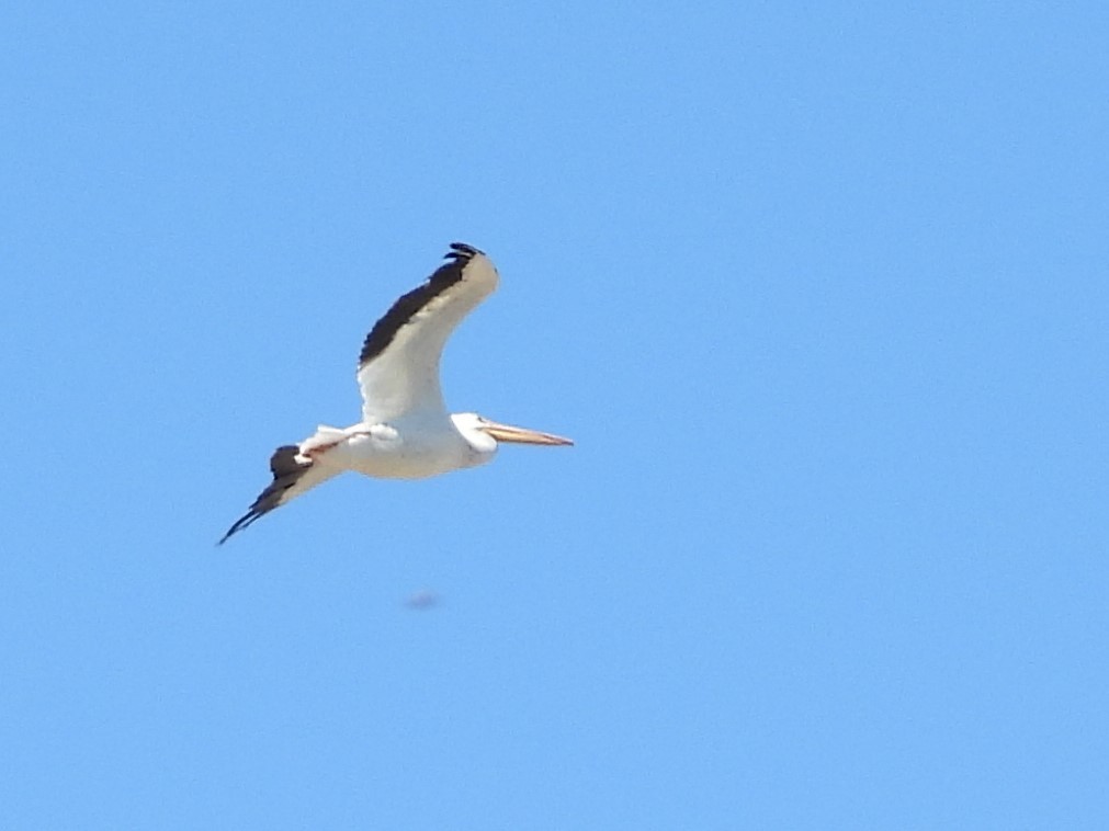 Pelikano zuri amerikarra - ML645906072