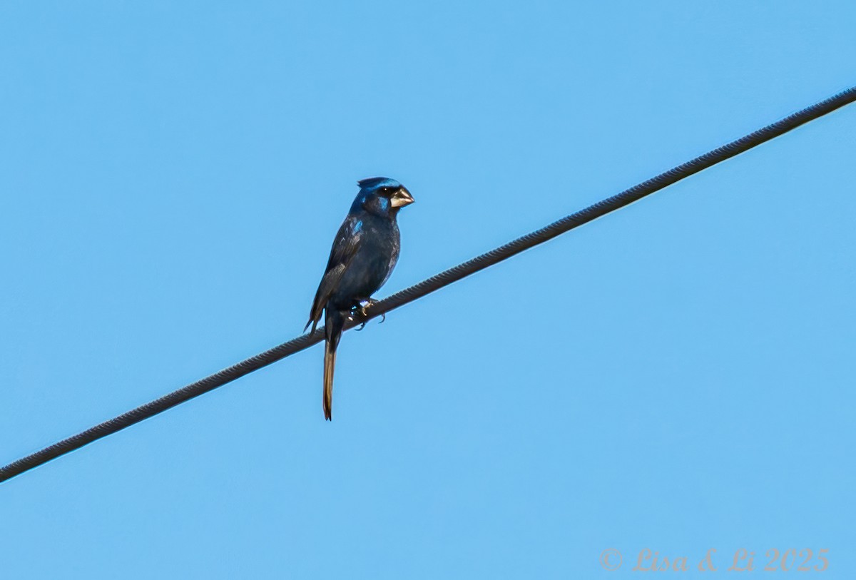 Ultramarine Grosbeak - ML645906073