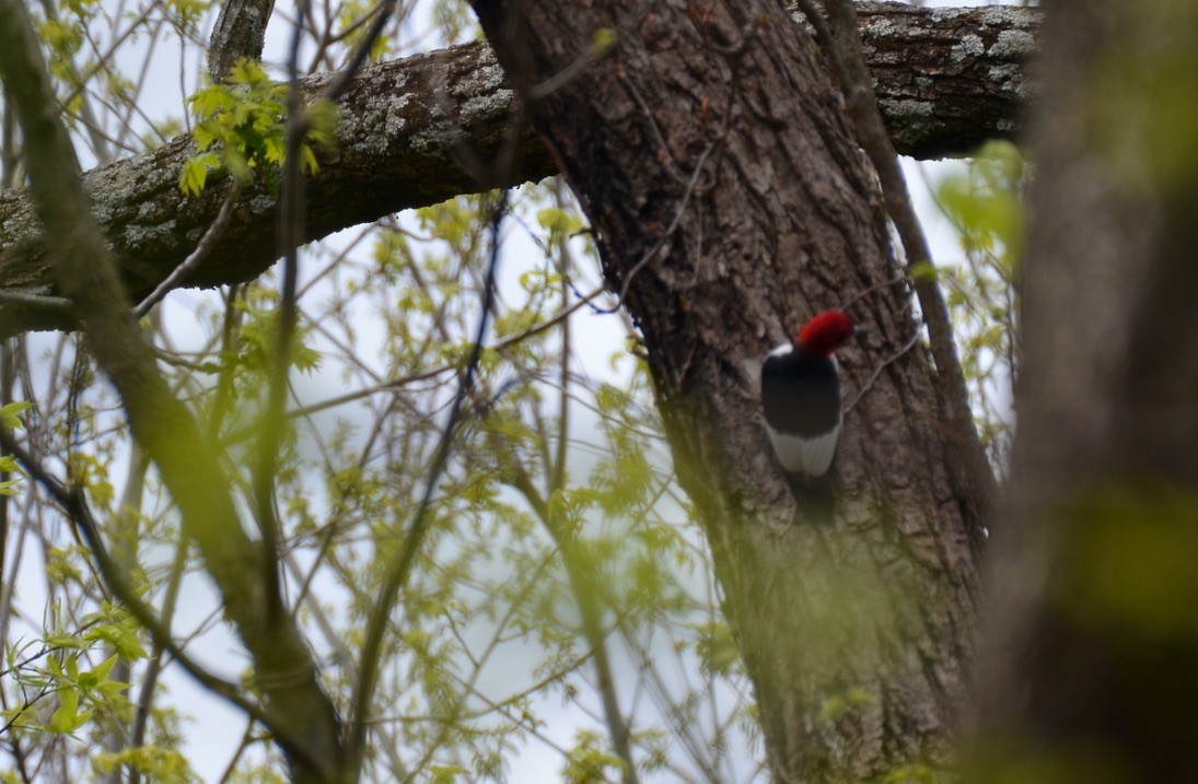 Red-headed Woodpecker - ML645906074