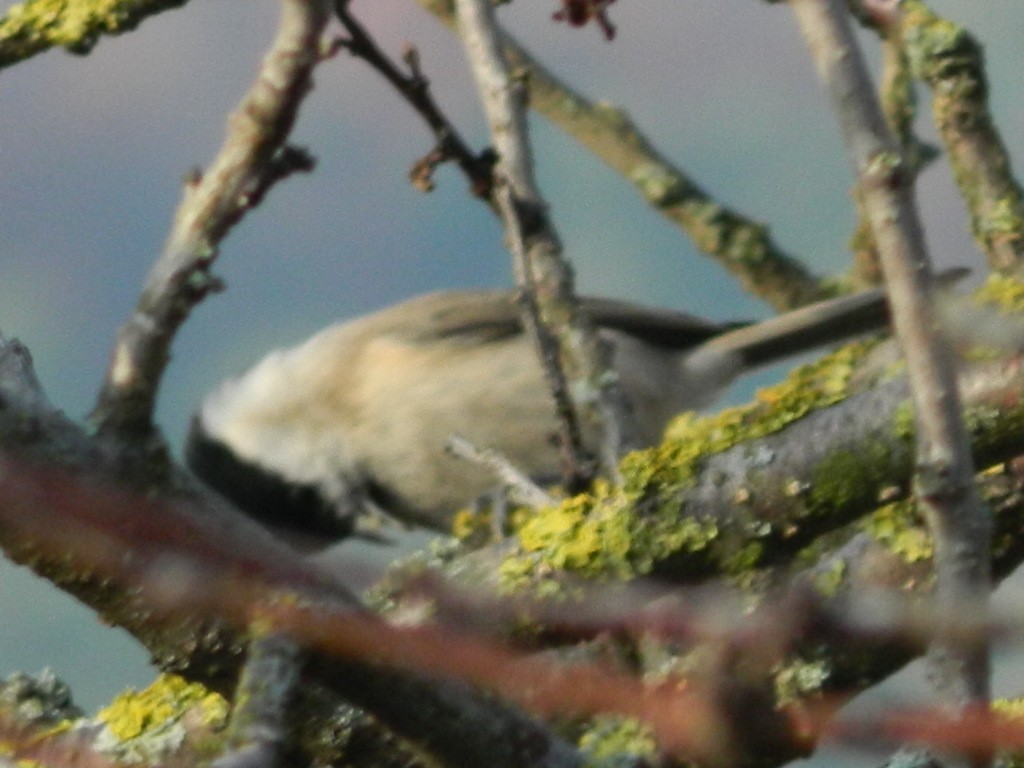 Kaskabeltz txikia - ML645906075