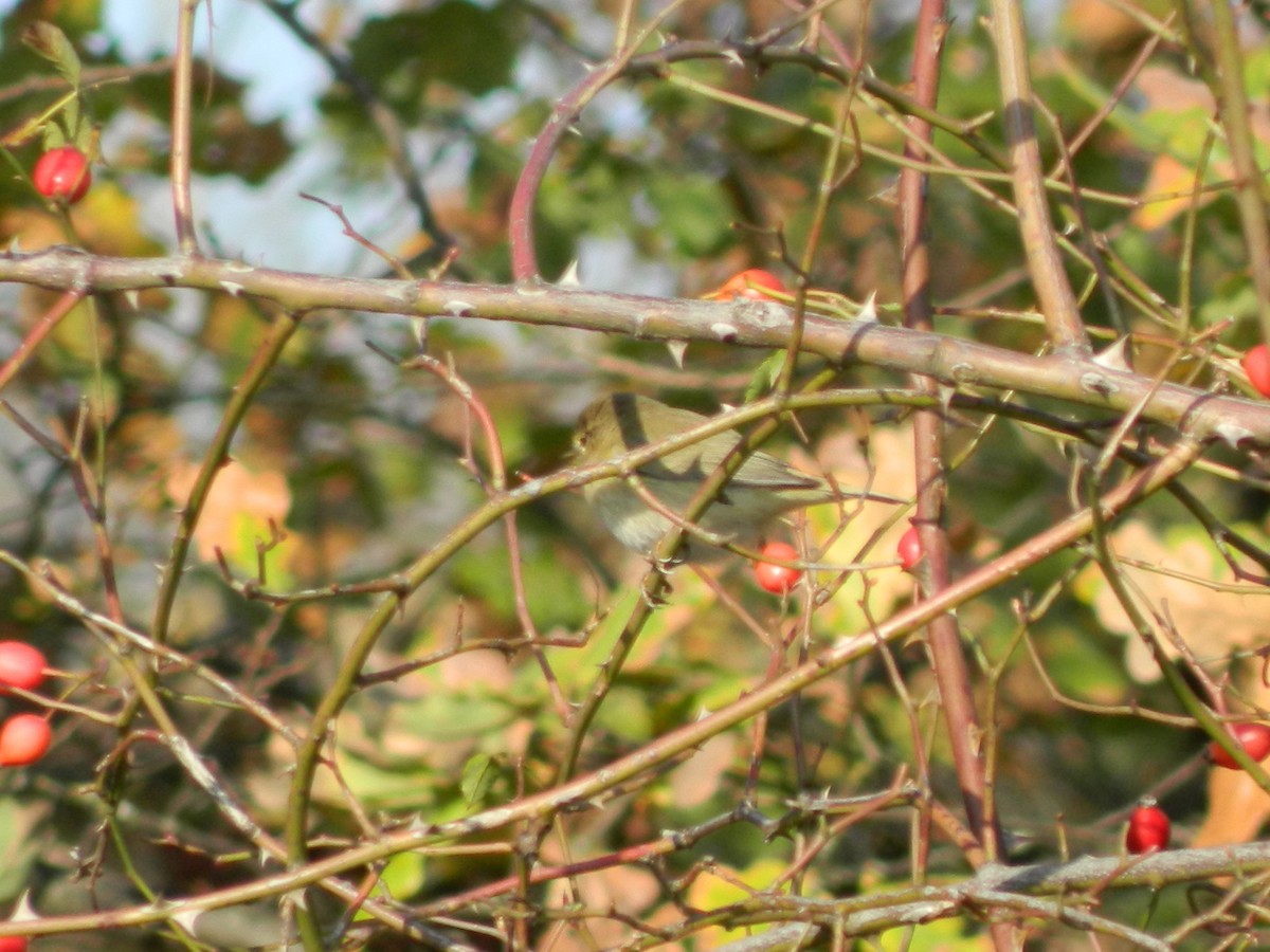 Txio arrunta - ML645906077