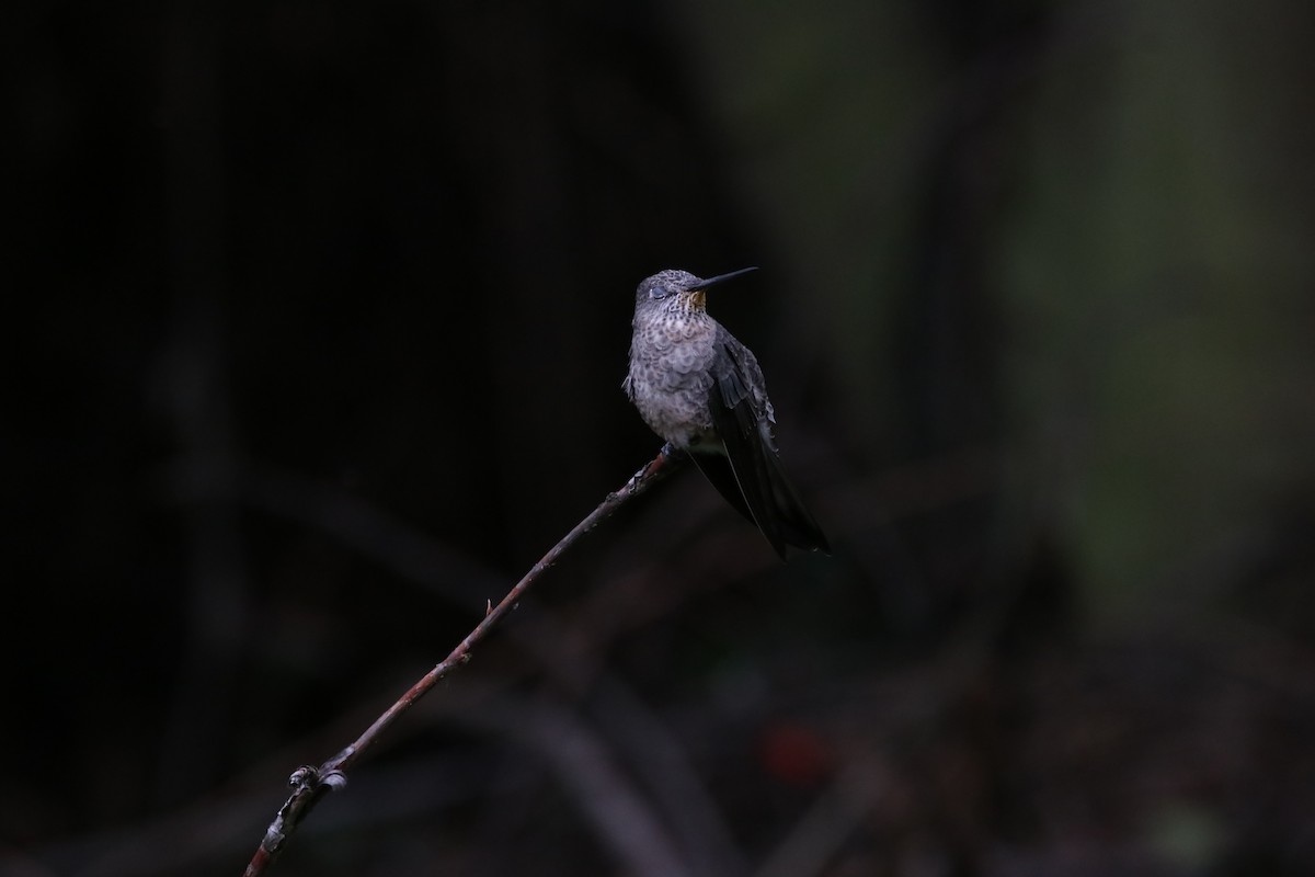 Green-and-white Hummingbird - ML645906078