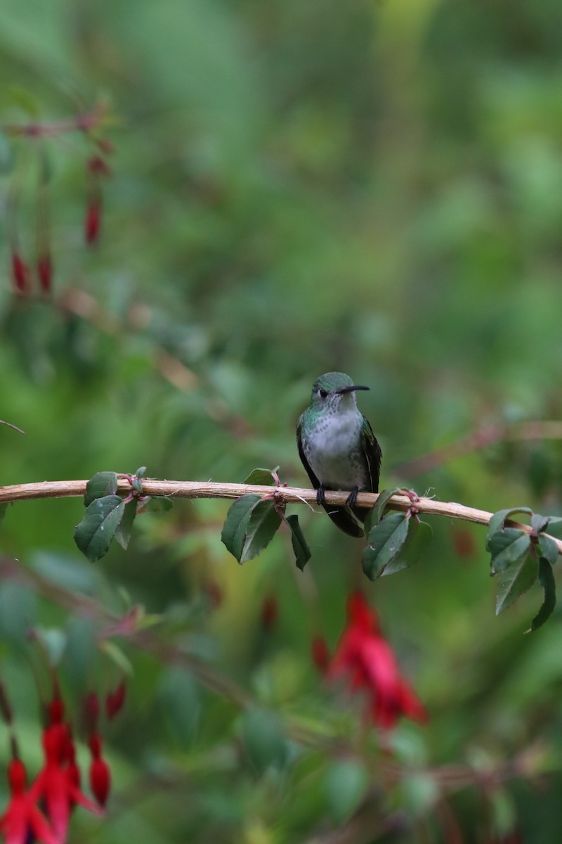 Green-and-white Hummingbird - ML645906079