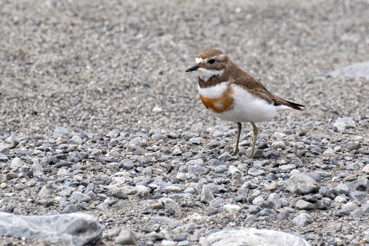 Double-banded Plover - ML645906081