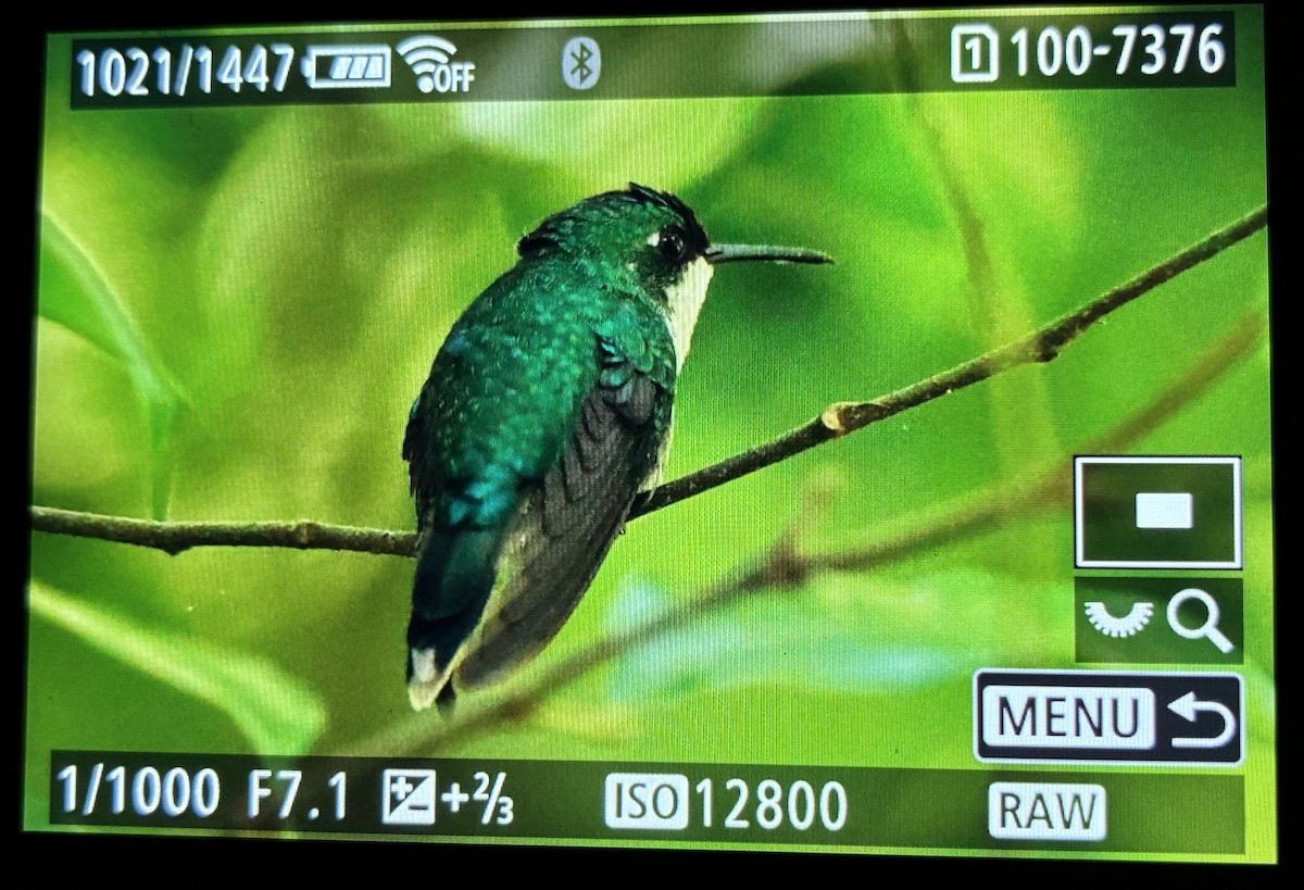 Puerto Rican Emerald - ML645906082