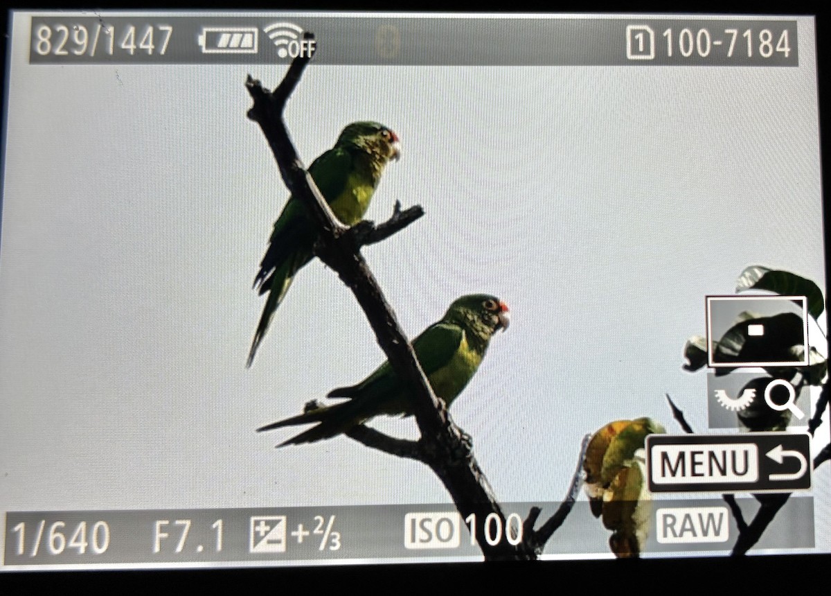 Orange-fronted Parakeet - ML645906083